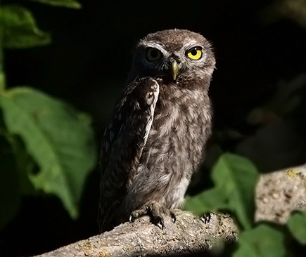 Athene noctua
